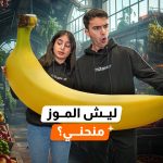 عرب Nation